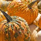 10 Knucklhead Pumpkin Seeds Organic Easy to Grow