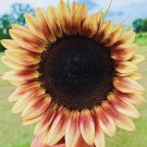 20 Red Lemon Bicolor Sunflower Seeds Organic Easy to Grow
