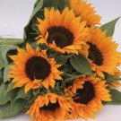20 Zohar Sunflower Seeds Organic Easy to Grow