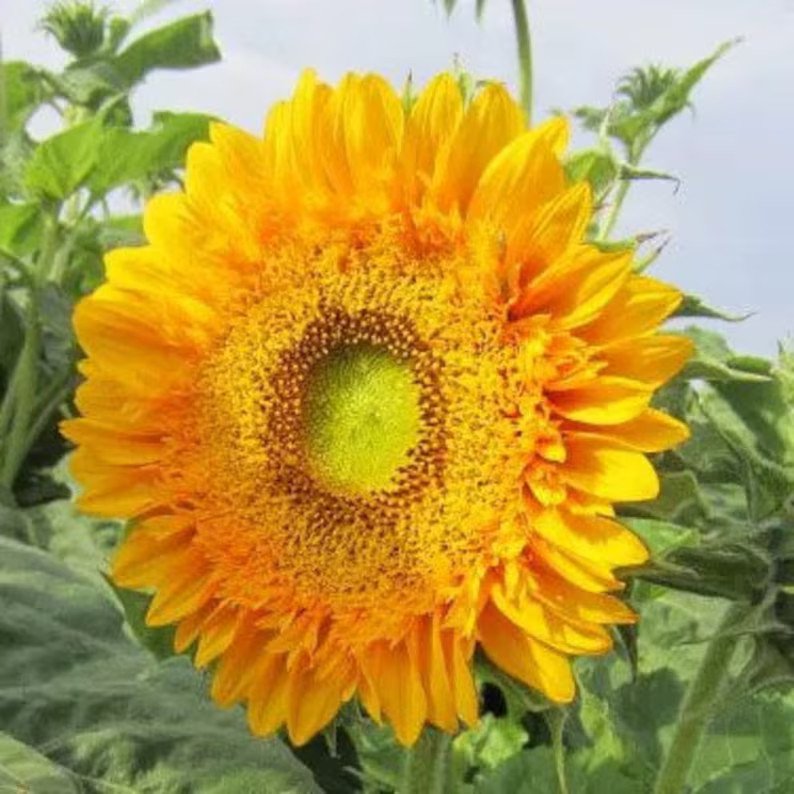 20 Double Sun Sunflower Seeds Organic Easy to Grow