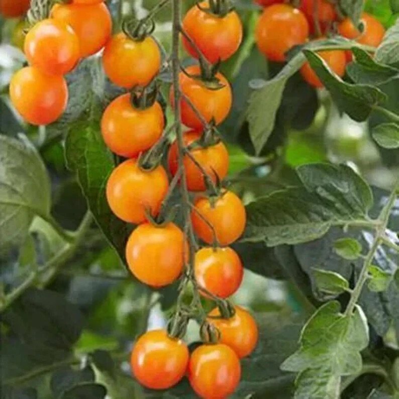 100 Sweet Mandarin Tomato Seeds Organic Easy to Grow