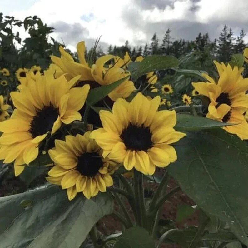50 Junior Dwarf Sunflower Seeds Organic Easy to Grow
