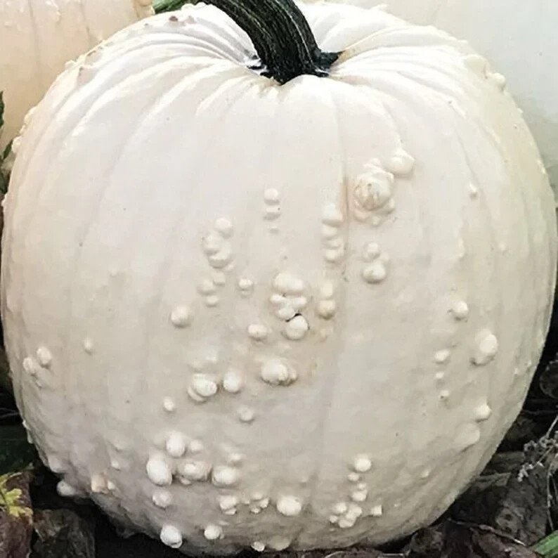10 White Specter Pumpkin Seeds Organic Easy to Grow