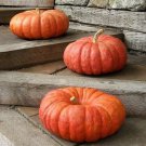 10 Cinderella Pumpkin Seeds Organic Easy to Grow