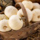 10 Baby Boo Pumpkin Seeds Organic Easy to Grow