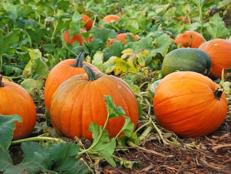 10 Jack O'Lantern Pumpkin Seeds Organic Easy to Grow
