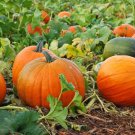 10 Jack O'Lantern Pumpkin Seeds Organic Easy to Grow