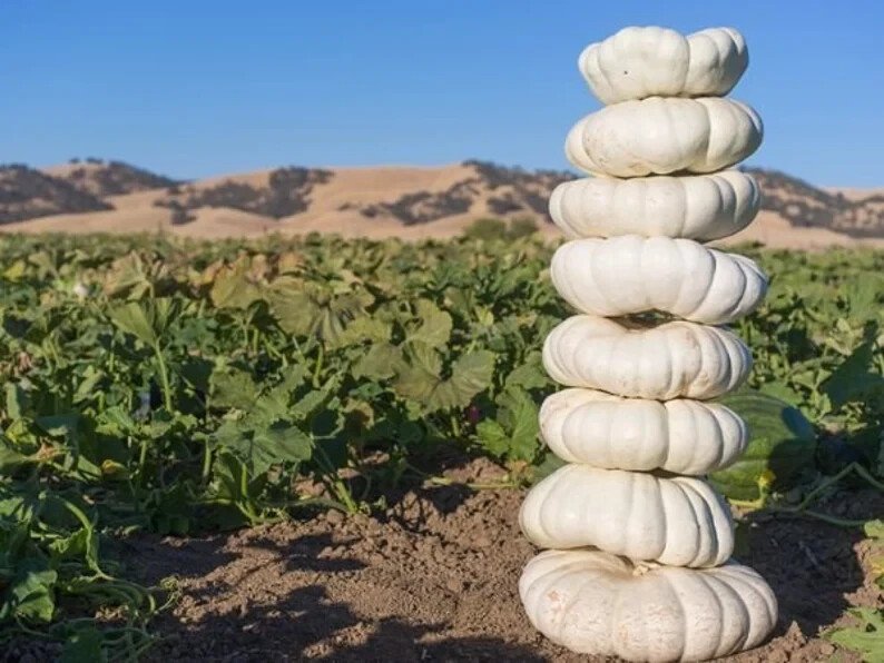 10 Stackable White Boer Pumpkin Seeds Organic Easy to Grow