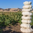 10 Stackable White Boer Pumpkin Seeds Organic Easy to Grow