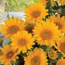 20 Vincent'S Fresh Sunflower Seeds Organic Easy to Grow