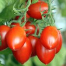 100 Roma Tomato Seeds Organic Easy to Grow
