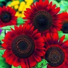 50 Red Sun Sunflower Seeds Organic Easy to Grow