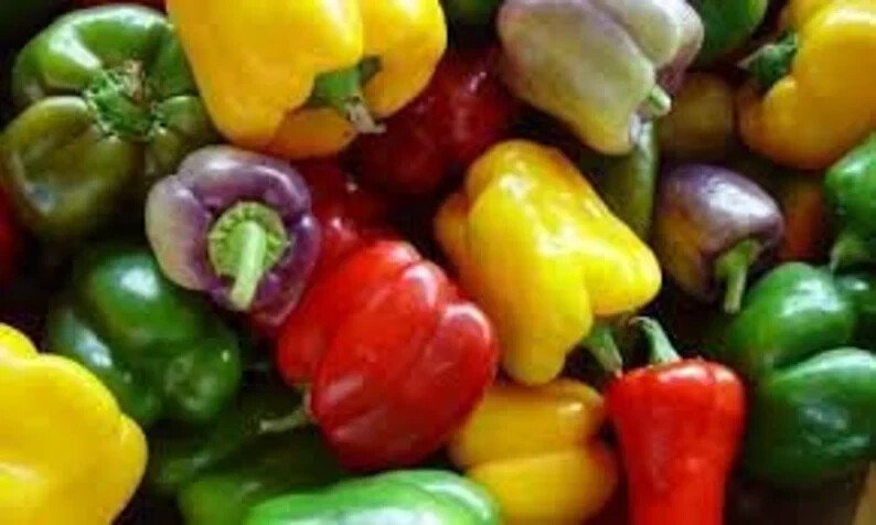 100 Sweet Bell Pepper Seeds Organic Easy to Grow
