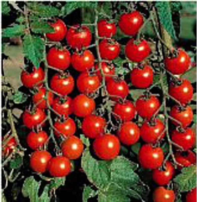 100 Flavor Bomb Cherry Tomato Seeds Organic Easy to Grow