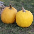 10 Mellow Yellow Pumpkin Seeds Organic Easy to Grow
