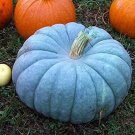 10 Jarrahdale Blue Pumpkin Seeds Organic Easy to Grow