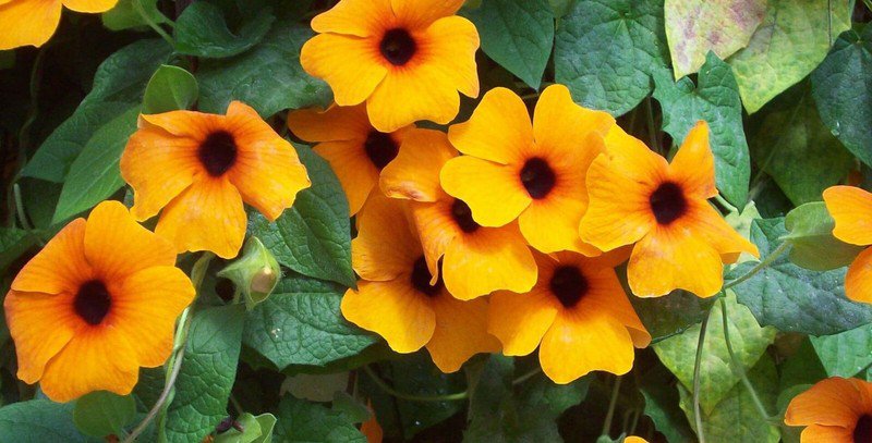 60 Susie Orange Black Eye Vine Thunbergia Seeds Organic Easy to Grow