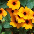 60 Susie Orange Black Eye Vine Thunbergia Seeds Organic Easy to Grow
