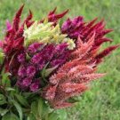 200 Celway Celosia Plumosa Mix Seeds Organic Easy to Grow