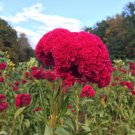 500 Magenta Celosia Cristata Cockscomb Seeds Organic Easy to Grow