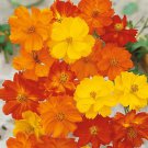 200 Bright Light Cosmos Seeds Organic Easy to Grow