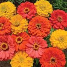 100 Fruity Beauty Zinnia Mix Seeds Organic Easy to Grow
