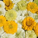 100 Lemon Meringue Zinnia Mix Seeds Organic Easy to Grow