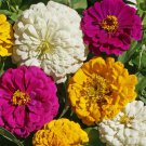 100 Mardi Gras Zinnia Mix Seeds Organic Easy to Grow