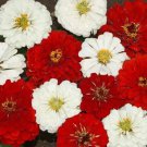 100 Stop Sign Zinnia Mix Seeds Organic Easy to Grow