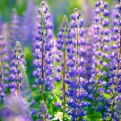 60 Russell Purple Lupine Perennial Seeds Organic Easy to Grow