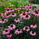 200 Purple Coneflower Seeds Organic Easy to Grow
