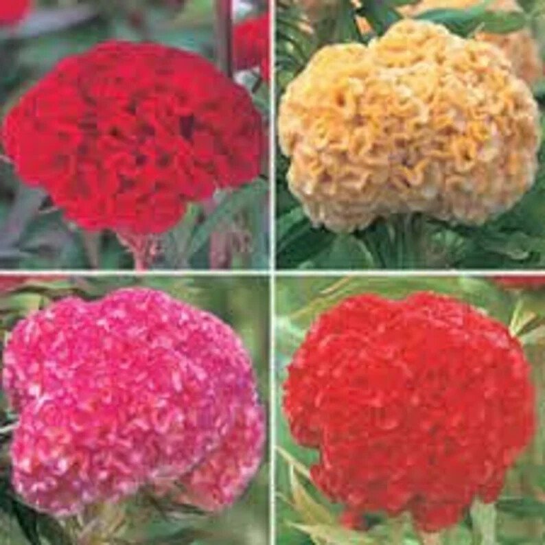 200 Chief Mix Celosia Cristata Cockscomb Seeds Organic Easy to Grow