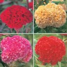 200 Chief Mix Celosia Cristata Cockscomb Seeds Organic Easy to Grow