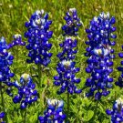 50 Texas Bluebonnet Lupine Seeds Organic Easy to Grow