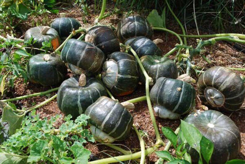 10 Buttercup Winter Squash Seeds Organic Easy to Grow