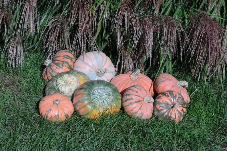 10 Prism Pumpkin Seeds Organic Easy to Grow