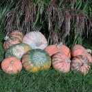 10 Prism Pumpkin Seeds Organic Easy to Grow