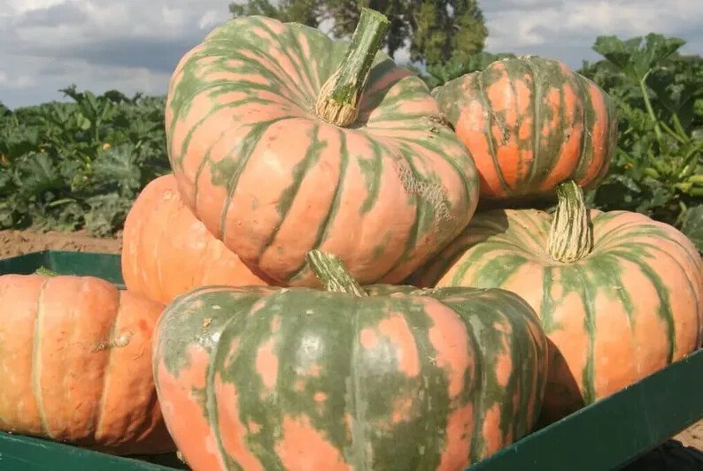 10 Speckled Hound Pumpkin Seeds Organic Easy to Grow