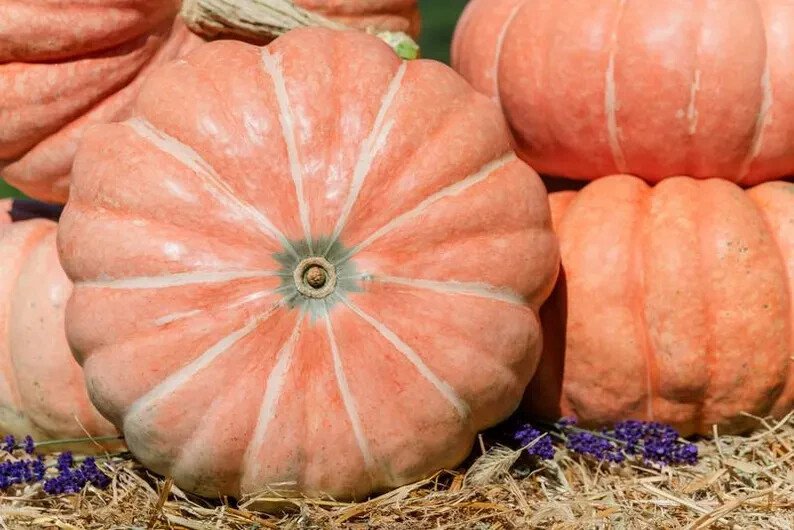 10 Summer Sky Pumpkin Seeds Organic Easy to Grow