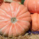 10 Summer Sky Pumpkin Seeds Organic Easy to Grow