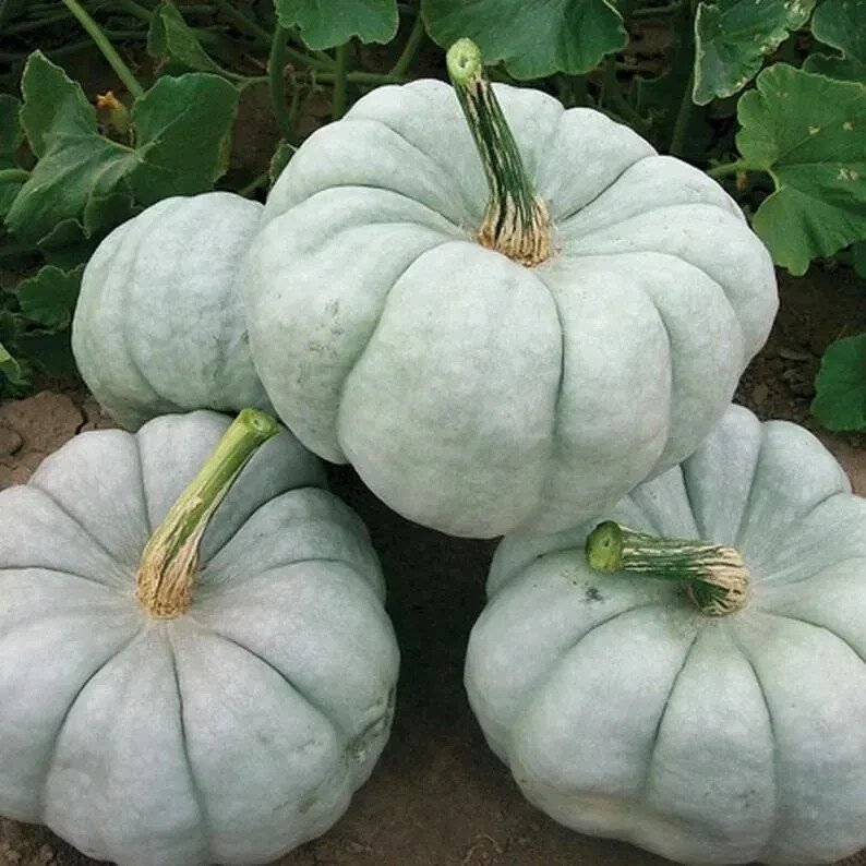 10 Blue Doll Pumpkin Seeds Organic Easy to Grow