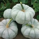 10 Blue Doll Pumpkin Seeds Organic Easy to Grow