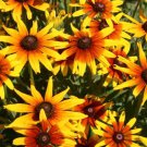 1000 Rudbeckia Denver Daisy Seeds Organic Easy to Grow