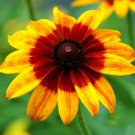 1000 Gloriosa Daisy Hirta Seeds Organic Easy to Grow