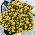 20 Zanzibar Carthamus Seeds Organic Easy to Grow