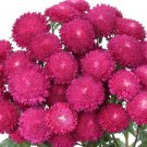 30 Bonita Rose Aster Seeds Easy to Grow