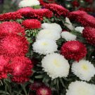 30 Bonita Mix Aster Seeds Easy to Grow 30 Bonita Mix Aster Seeds Easy to Grow