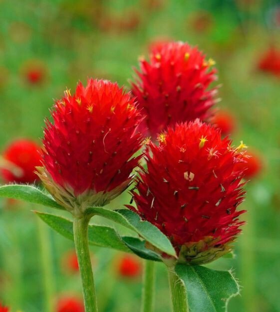200 Strawberry Fields Globe Amaranth Seeds Organic Easy to Grow