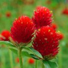 200 Strawberry Fields Globe Amaranth Seeds Organic Easy to Grow 200 Strawberry Fields Globe Amaranth Seeds Organic Easy to Grow