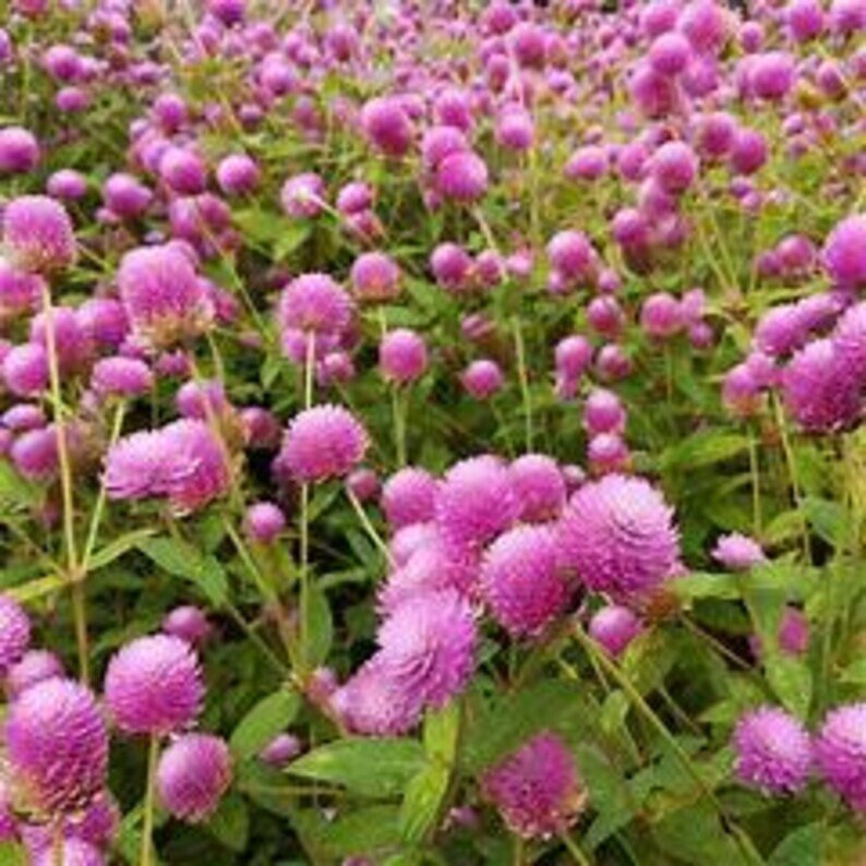 200 Raspberry Cream Globe Amaranth Gomphrena Seeds Organic Easy to Grow